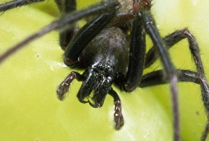 Spider - male - close-up of head showing fangs Spider - male - close-up of head showing fangs