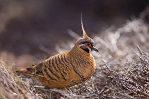 Spinifex Pigeon - adult foraging for seeds amidst dried-up grass Spinifex Pigeon - adult foraging for seeds amidst dried-up grass