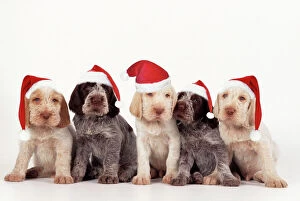 Clothes Collection: Spinone Dog - pupies wearing christmas hats