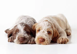 Images Dated 21st February 2008: Spinone Dog - puppies laying down