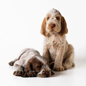 Images Dated 18th February 2008: Spinone Dug - puppies