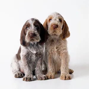 Italian Spinone Gundog Dogs Domestic