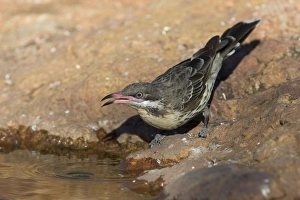 Spiny-cheeked Honeyeater - drinking at a small pool Spiny-cheeked Honeyeater - drinking at a small pool