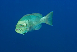 Splinderspine Grouper - This fish goes through several colour changes Splinderspine Grouper - This fish goes through several colour changes