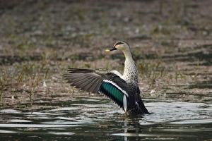 Spot-Billed Duck - flapping wings after washing Spot-Billed Duck - flapping wings after washing