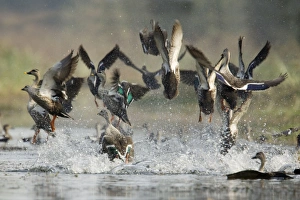 Spot-Billed Duck - flock taking off in panic Spot-Billed Duck - flock taking off in panic