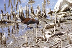 Spotless CRAKE - feeding along mangrove roots on mudflat
