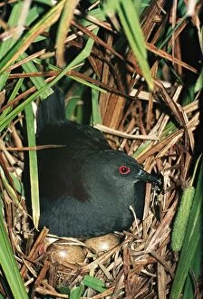 Spotless Crake - on nest with eggs