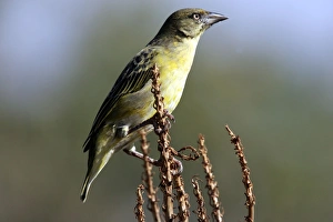 Spotted-backed / Black-headed Weaver Spotted-backed / Black-headed Weaver