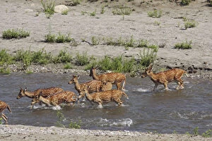Riverbed Gallery: Spotted Deers crossing the river Ramganga, Corbett