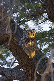 Spotted Eagle Owl - Adult on roost in early morning Spotted Eagle Owl - Adult on roost in early morning