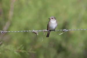 Spotted Flycatcher - single adult perching on barbed wire fence Spotted Flycatcher - single adult perching on barbed wire fence