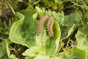 Spotted Fritillary Butterfly caterpillars on plantain Spotted Fritillary Butterfly caterpillars on plantain