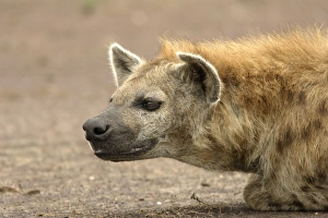 Spotted Hyaena - close-up of head Spotted Hyaena - close-up of head