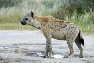 Spotted Hyaena at Kousant waterhole Spotted Hyaena at Kousant waterhole