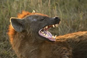 Images Dated 4th September 2003: Spotted Hyaena With mouth open Maasai Mara, Africa