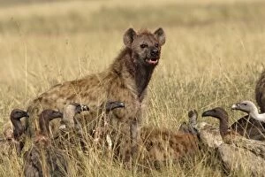 Images Dated 26th August 2004: Spotted Hyaena - scavanging at kill with vultures
