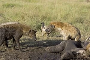 Images Dated 24th June 2005: Spotted Hyena - conflict at hippo kill