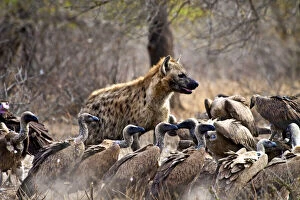 Spotted hyenas (Crocuta crocuta) and vultures