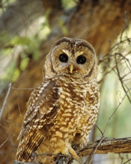 Spotted Owl - Inhabits thickly wooded canyons, humid forests. Strictly nocturnal, uncommon Spotted Owl - Inhabits thickly wooded canyons, humid forests. Strictly nocturnal, uncommon