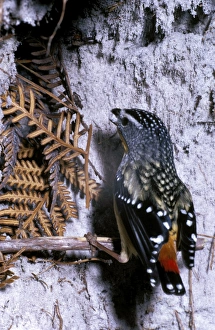 Spotted pardalote in winter, with snow in beak Spotted pardalote in winter, with snow in beak