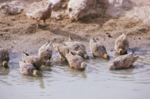 Spotted Sandgrouse - drinking Spotted Sandgrouse - drinking