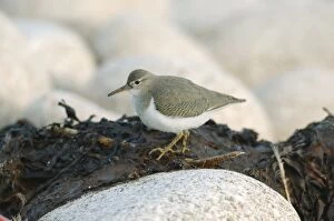 Images Dated 1st October 2005: Spotted Sandpiper - Isles of Scilly - October