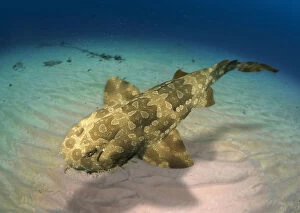 Aquatic Gallery: Spotted wobbegong, Orectolobus maculatus swimming