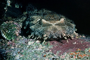 Spotted Wobbygong - Also called a Carpet shark because of the skin pattern Spotted Wobbygong - Also called a Carpet shark because of the skin pattern