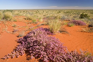 spring desert - brightly pink coloured flowers growing on a red dune in the desert in spring desert - brightly pink coloured flowers growing on a red dune in the desert in