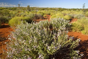 Spring desert - flowering bushes and freshly sprouted spinifex grass in the red desert in Spring desert - flowering bushes and freshly sprouted spinifex grass in the red desert in