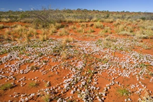 Spring desert - fully abloom Silvertails in red desert in early spring Spring desert - fully abloom Silvertails in red desert in early spring