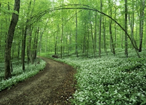 Spring forest - with mass population of blooming bears garlic and foot path Spring forest - with mass population of blooming bears garlic and foot path