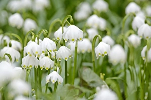 Spring Snowflake - dense population in forest Spring Snowflake - dense population in forest