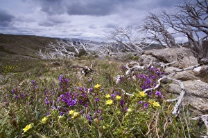 spring wildflowers - blooming alpine hovea and other spring wildflowers spring wildflowers - blooming alpine hovea and other spring wildflowers