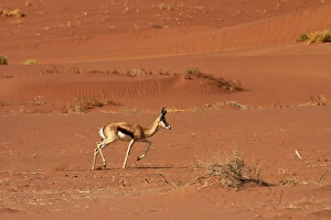 Images Dated 20th August 2013: Springbok (Antidorcas marsupialis)