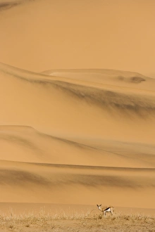 Springbok - Feeding on sparse dry vegetation on the eastern foot of the Southern Dune sea Springbok - Feeding on sparse dry vegetation on the eastern foot of the Southern Dune sea