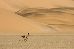 Springbok - Running accross the gravel plains with dunes in the background Springbok - Running accross the gravel plains with dunes in the background