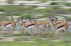 SPRINGBOK - running herd SPRINGBOK - running herd