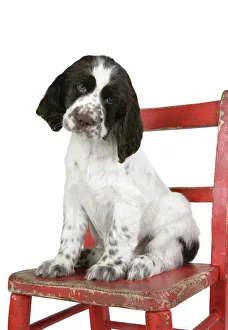 Springer Spaniel (approx 10 weeks old) sitting on chair Springer Spaniel (approx 10 weeks old) sitting on chair