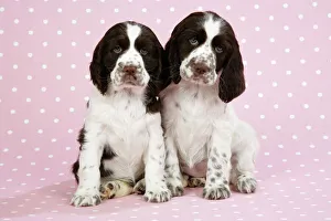 Springer Spaniels - puppies (approx 10 weeks old) sitting Springer Spaniels - puppies (approx 10 weeks old) sitting