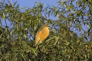 Squacco Heron (Ardeola ralloides) in