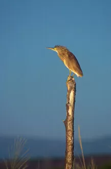 Images Dated 2nd June 2008: Squacco Heron - Perched on wooden post