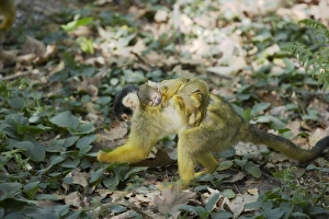 Squirrel Monkey - Mother forgaing on forest floor with baby on back Squirrel Monkey - Mother forgaing on forest floor with baby on back
