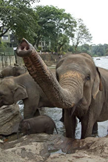 Sri Lanka, Pinnawala Elephant Orphanage