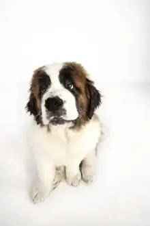 St Bernard Dog Print - 14 Weeks Old