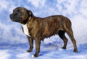 <b class=qtipBold><figcaption>Staffordshire Bull Terrier Dog</figcaption></b><br>JD-8969 Staffordshire Bull Terrier Dog John Daniels Please note that prints are for personal display purposes only and may not be reproduced in any way.<br><em>© John Daniels/ardea.com</em> Staffordshire Bull Terrier Dog