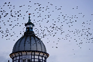 Starlings - Coming in to roost in a Victorian Camera Obscura Tower Starlings - Coming in to roost in a Victorian Camera Obscura Tower