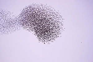 Starlings - Flock expanding and contracting in response to a peregrine attack Starlings - Flock expanding and contracting in response to a peregrine attack