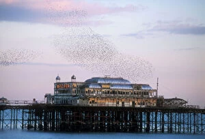 Colonies Collection: Starlings Flyinf to roost on Brighton pier